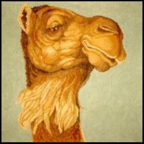 Harrumph Camel 