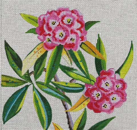 Phlox