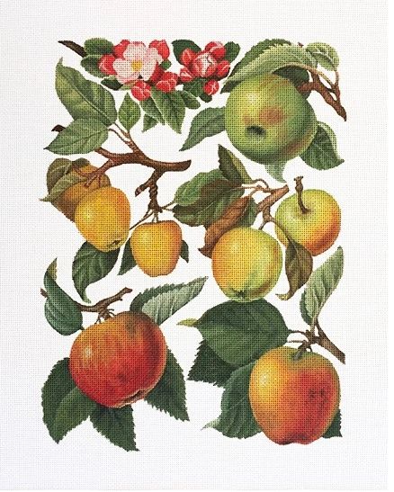 Blossoms and Apples