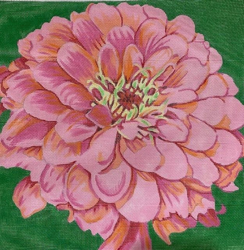 Cosmopolitan Zinnia