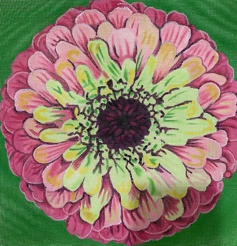 Grenadine Zinnia