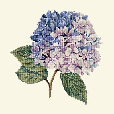 Hydrangea