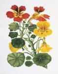 Nasturtiums