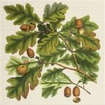 Oak Leaves and Acorns