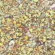 Sequins 6mm SQ117 Gold Shimmer